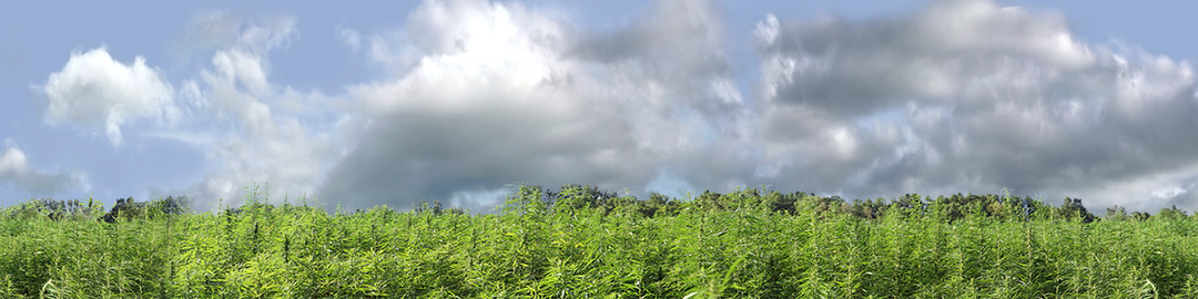 Marijuana Farm California center repeatable