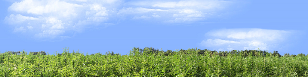 Marijuana Farm California right