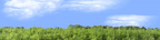 Marijuana Farm California right