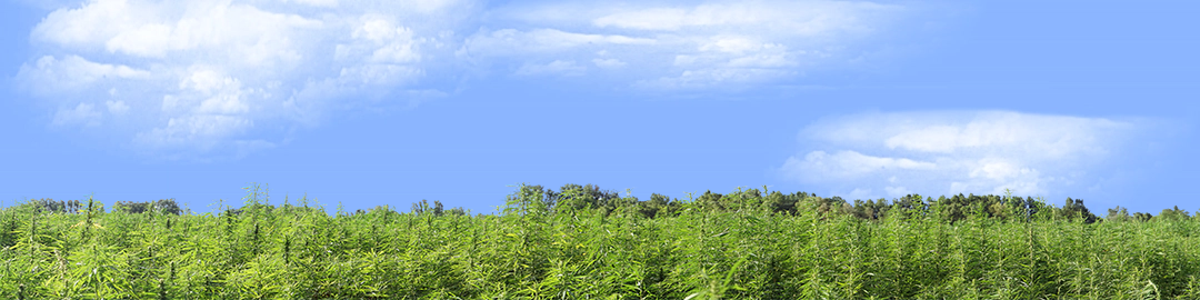 Marijuana Farm California right