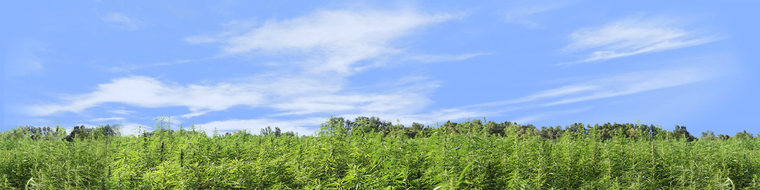 Marijuana Farm California center repeatable