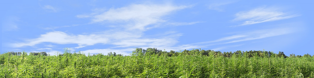 Marijuana Farm California right