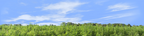 Marijuana Farm California right