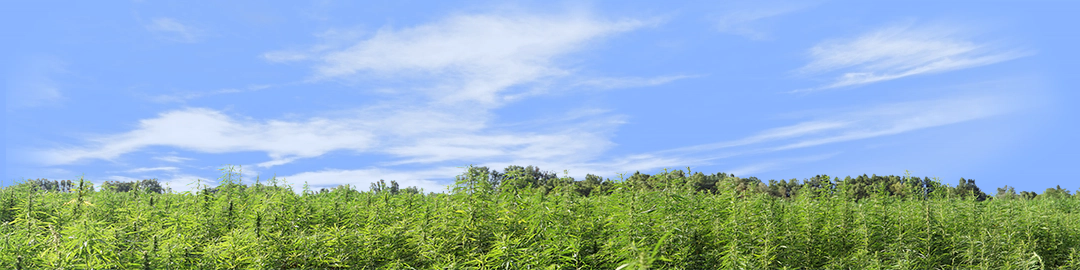 Marijuana Farm California right