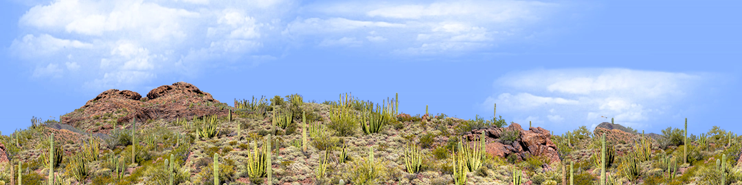 Organ Pipe Cactus National Monument Vista part 1 repeatable