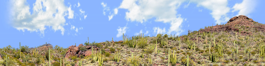 Organ Pipe Cactus National Monument Vista part 2
