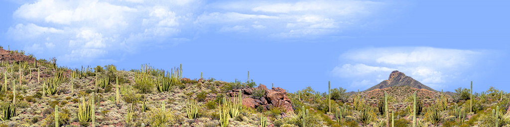 Organ Pipe Cactus National Monument Vista part 3