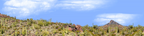 Organ Pipe Cactus National Monument Vista part 3