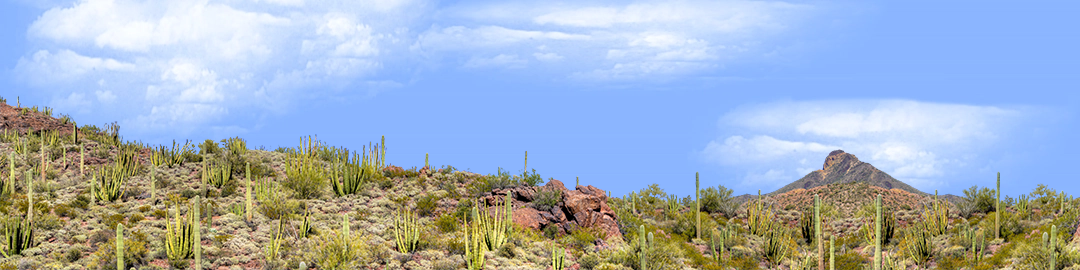Organ Pipe Cactus National Monument Vista part 3