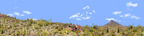 Organ Pipe Cactus National Monument Vista part 3