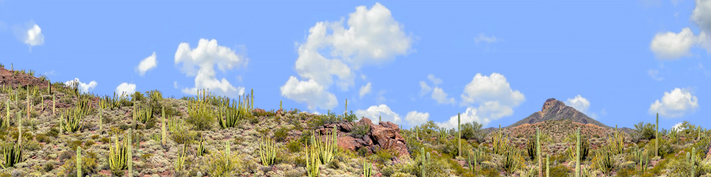 Organ Pipe Cactus National Monument Vista part 3