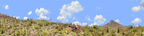 Organ Pipe Cactus National Monument Vista part 3