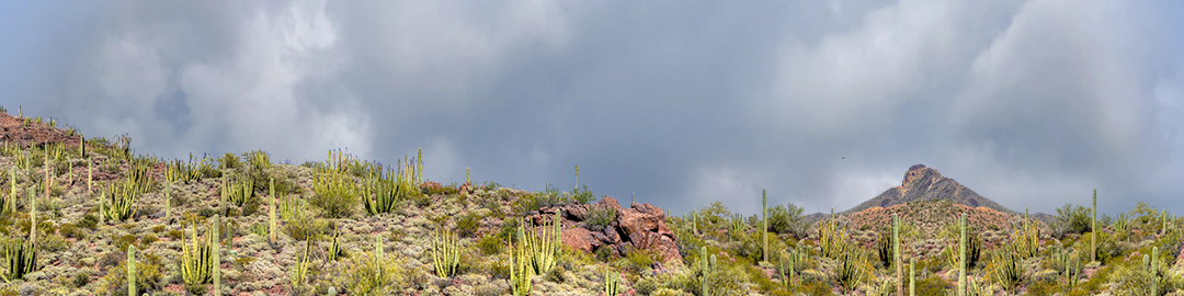 Organ Pipe Cactus National Monument Vista part 3