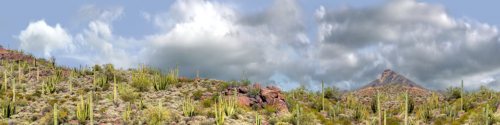 Organ Pipe Cactus National Monument Vista part 3
