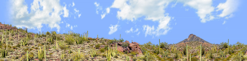 Organ Pipe Cactus National Monument Vista part 3