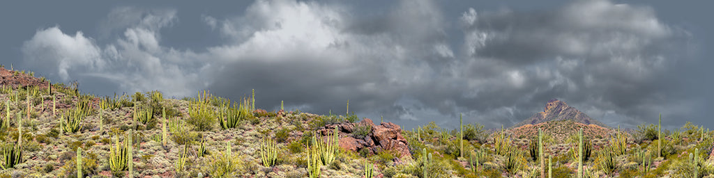 Organ Pipe Cactus National Monument Vista part 3