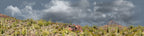 Organ Pipe Cactus National Monument Vista part 3
