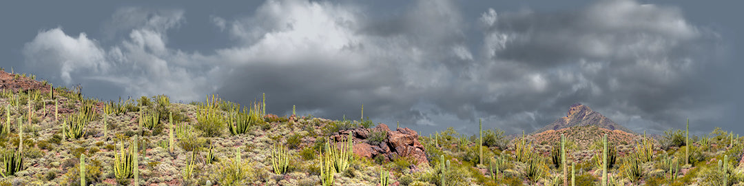Organ Pipe Cactus National Monument Vista part 3