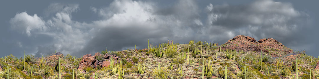 Organ Pipe Cactus National Monument Vista part 4 repeatable