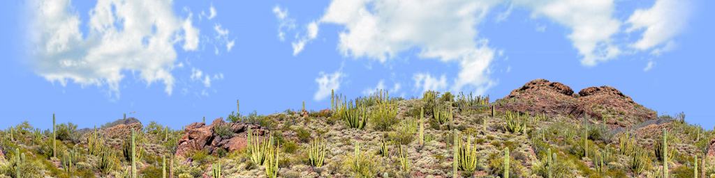 Organ Pipe Cactus National Monument Vista part 4 repeatable