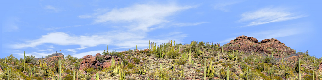 Organ Pipe Cactus National Monument right repeatable