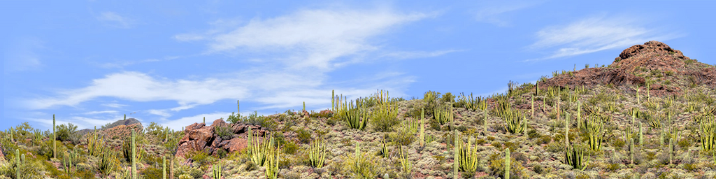 Organ Pipe Cactus National Monument Vista part 2