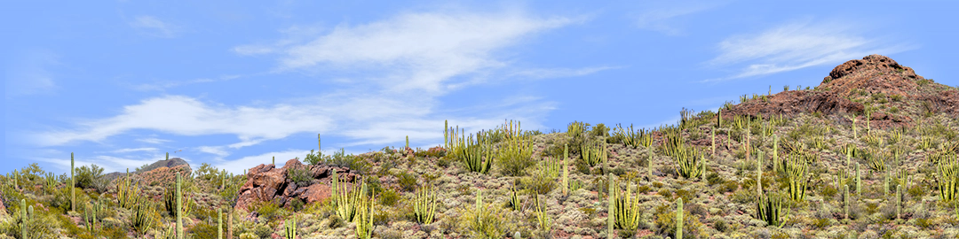Organ Pipe Cactus National Monument Vista part 3
