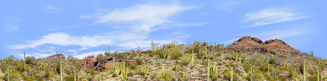 Organ Pipe Cactus National Monument Vista part 4 repeatable