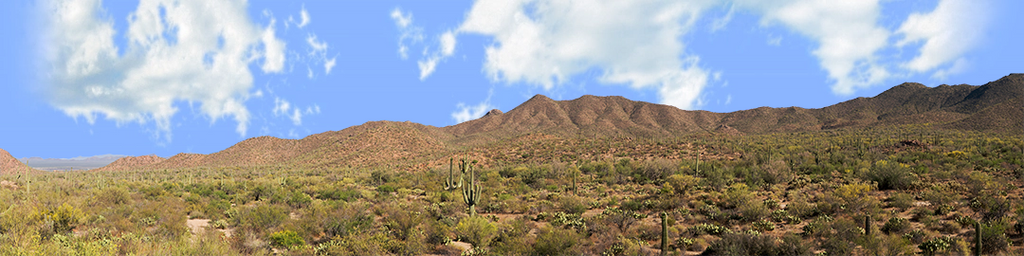 Saguaro National Monument Tucson Arizona right