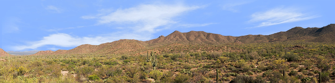 Saguaro National Monument Tucson Arizona right