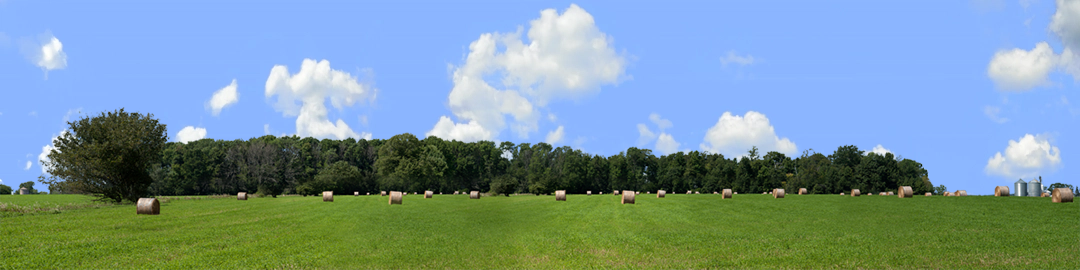 Round Hay Bales with Treelines left