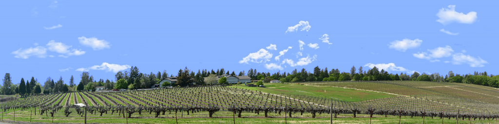 Vineyards Placeville California left
