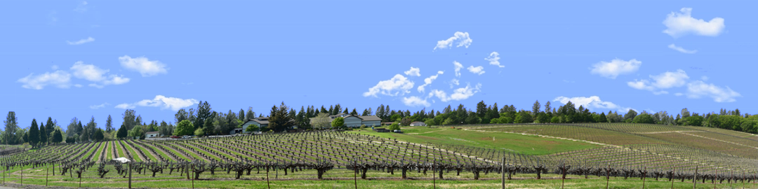 Vineyards Placeville California left