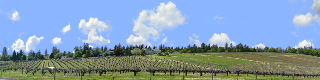 Vineyards Placeville California left