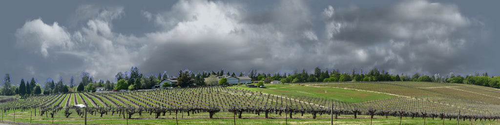 Vineyards Placeville California left