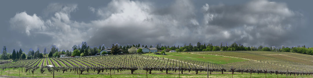 Vineyards Placeville California left