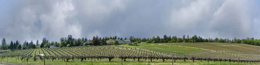 Vineyards Placeville California left