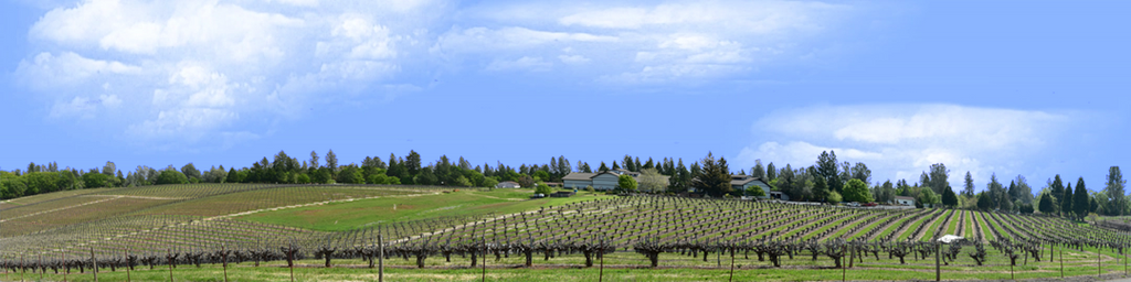 Vineyards Placeville California right