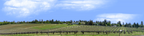 Vineyards Placeville California right