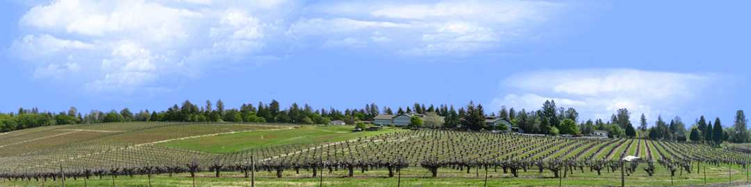 Vineyards Placeville California right