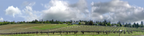 Vineyards Placeville California right
