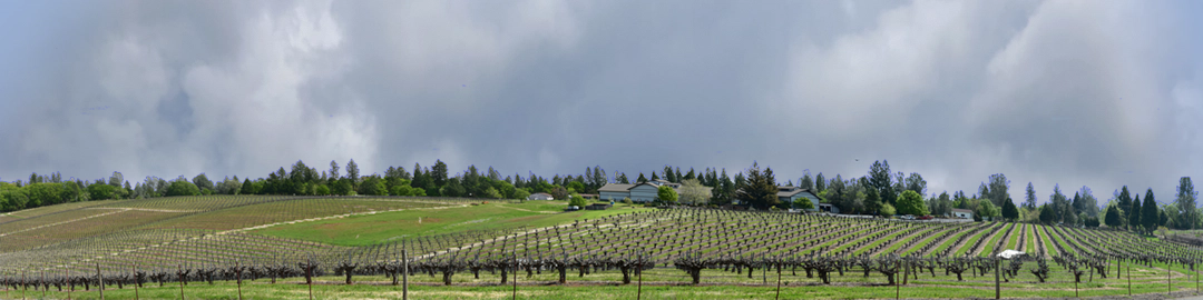 Vineyards Placeville California right