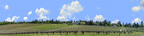 Vineyards Placeville California right