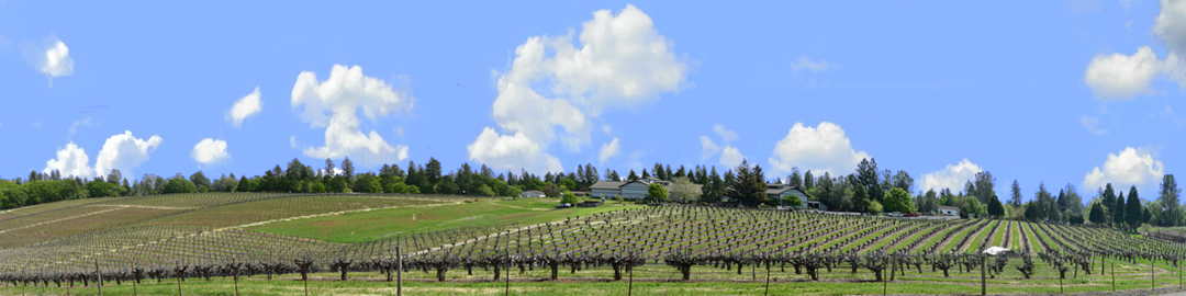 Vineyards Placeville California right