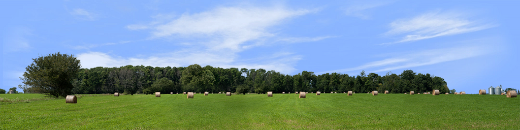 Round Hay Bales with Treelines left