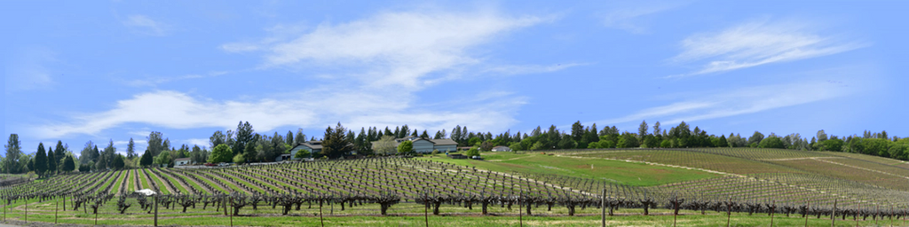 Vineyards Placeville California left