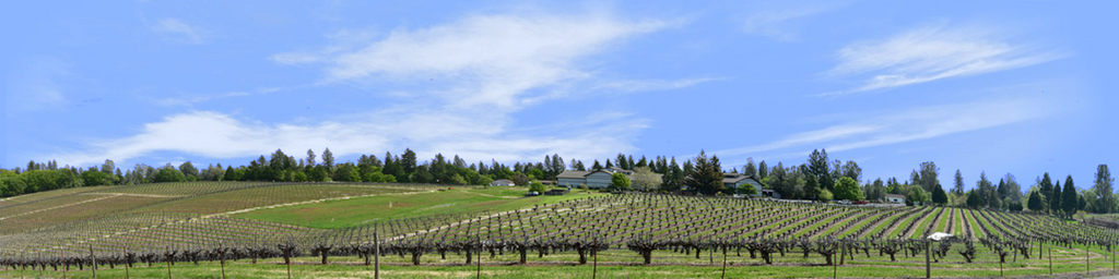 Vineyards Placeville California right
