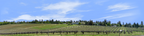 Vineyards Placeville California right