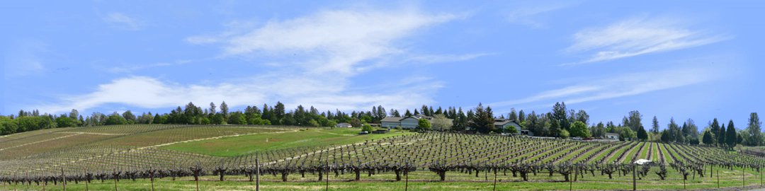 Vineyards Placeville California right