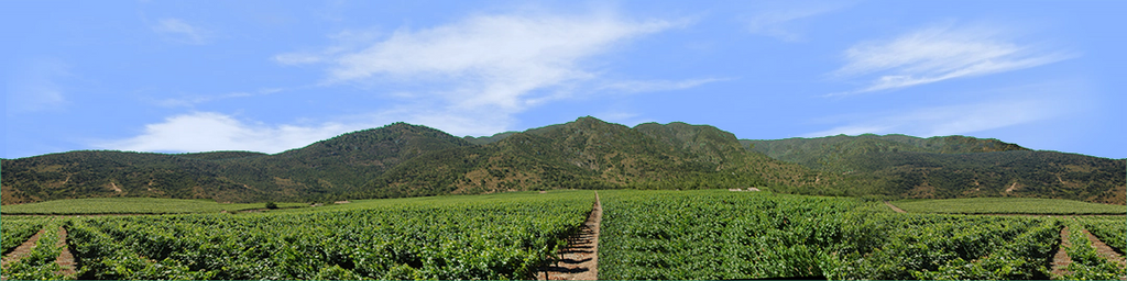 Vineyards Southern California left continuous